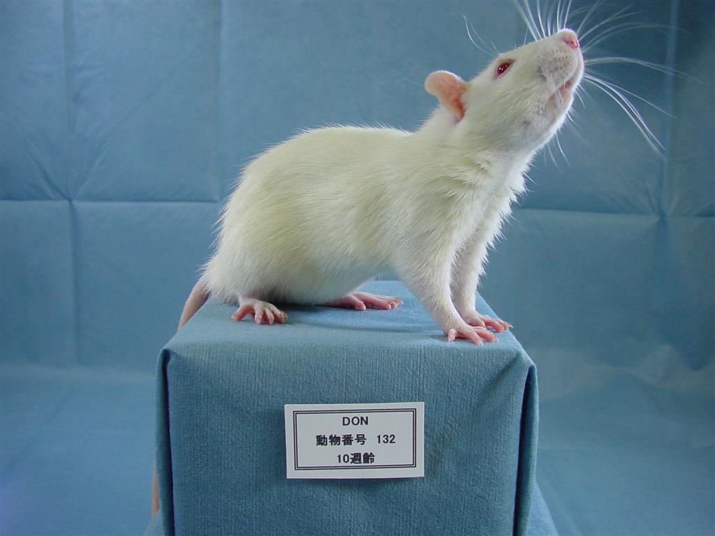 Rat Strains